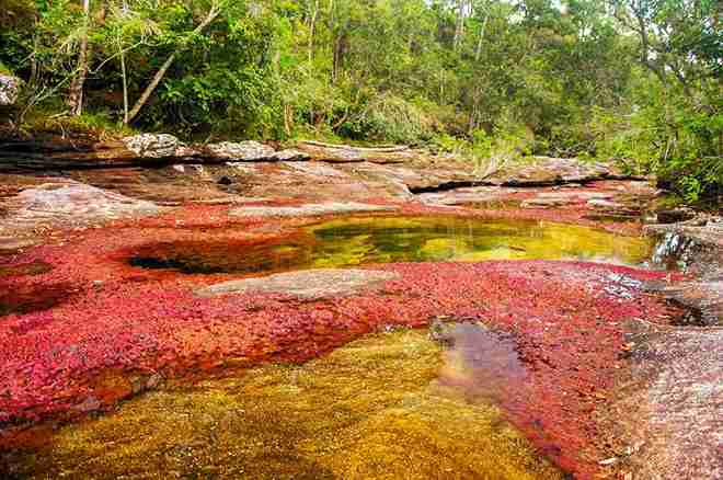 Caño Cristales Kolumbien