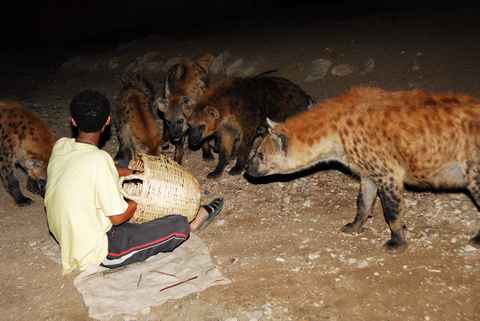 Harar Stadt der Hyänen Äthiopien