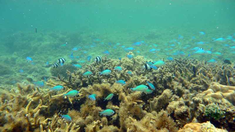 Kadavu – Natur & Riffwelt