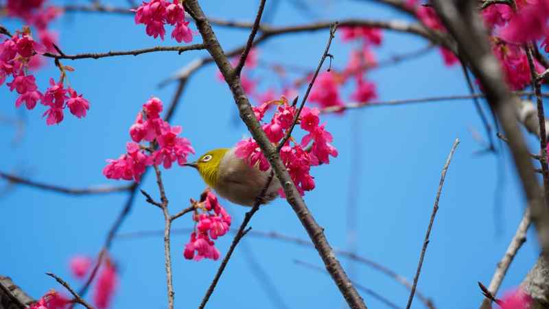 Hongkong Reise – Kadoorie Farm & Botanic Garden