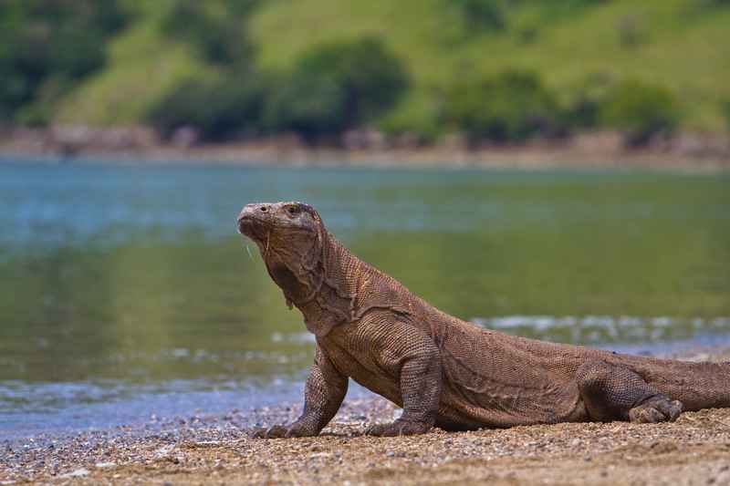 Komodo-Drachen auf der Insel Komodo Indonesien