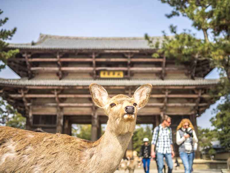 Deer in front of Todai-ji temple in Nara Japan