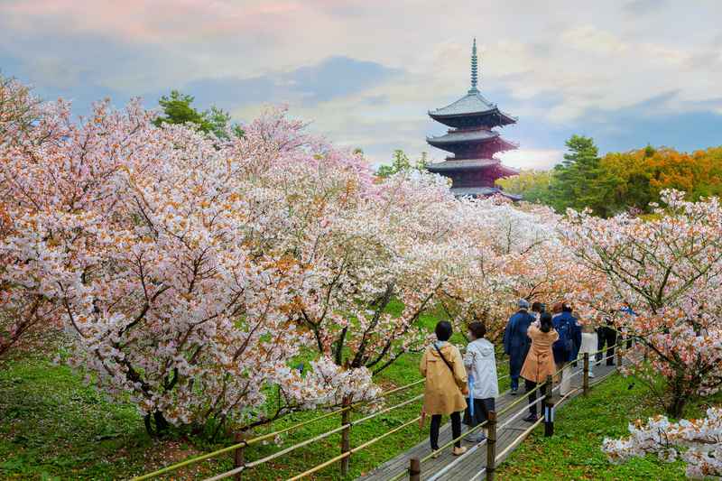 Ninnaji Temple with pagoda and cherry blossoms in Kyoto Japan