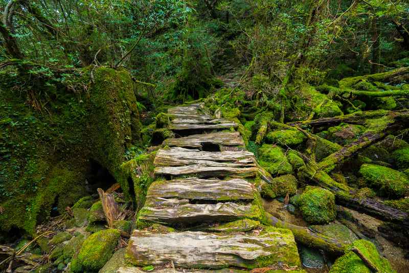 Yakushima Zedernwald Japan