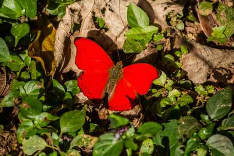 Kakamega Forest Kenia