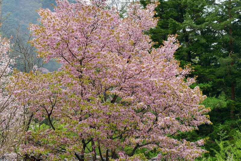 Myohyangsan – Gebirge & Klöster