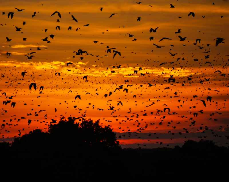 Kasanka Nationalpark Sambia